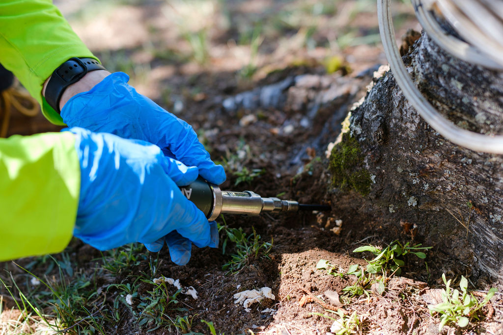 How Dormant Pruning Can Enhance Your Shrubs and Plants